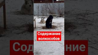 Содержание волкособов собака husky волк [upl. by Norse]