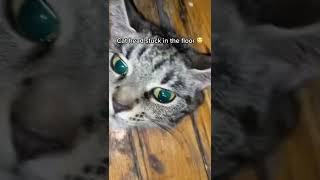 Cat head stuck in the floor [upl. by Naujaj]