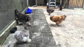 Chicken fight  Hen vs Rooster [upl. by Loralyn]