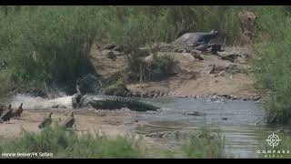 Crocodile Does Death Roll on Another Crocs Tail [upl. by Vassili]