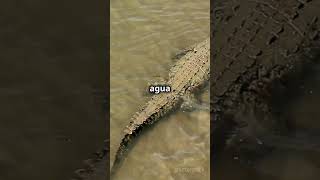 ¡Cocodrilo Asesino en Costa Rica 🐊😱 [upl. by Ellenaej248]