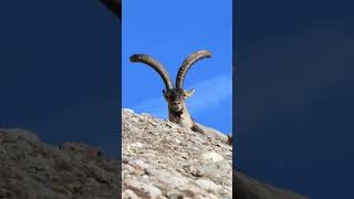 Iberian Ibex [upl. by Hymen211]