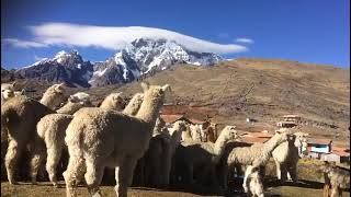 Our Wild Roaming Alpacas [upl. by Enitsirk]