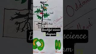 Beautiful science diagramsimpledrawingstepbystep stomata phagocytosis drawing [upl. by Eohce40]