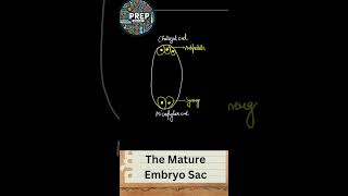 Mature Embryo Sac  Class 12th  NCERT  Important Diagrams Series 04  biologyclass12 ncert [upl. by Pruchno]