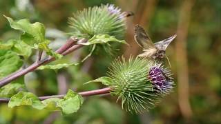 Propiedades Medicinales de la Bardana Arctium lappa [upl. by Nhguavoj605]