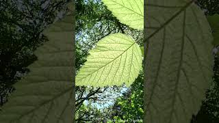 Sunlight Through A Salmonberry Leaf  Nature  Beauty  Life [upl. by Liahcim]