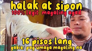 GAMOT SA HALAKSIPON NG MANOK [upl. by Arotal]