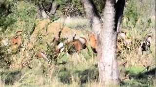 Young Pure European Mouflon Rams Sparring at Hi Lonesome Mouflons [upl. by Rodolfo]