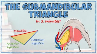 The Submandibular Triangle [upl. by Willdon289]