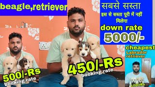 cheapest dog market in delhi  sabse sasta puppy  low price puppy in Delhi  cheap pet shop  pets [upl. by Doris]