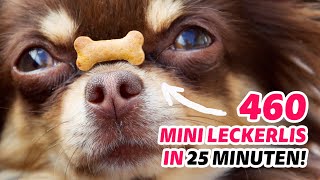 Hunderte Hundekekse mit der Backmatte in 25 Minuten backen Der beste Küchenhack aller Zeiten [upl. by Enimaj]