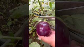 Harvesting Organic Brinjals from Our Rooftop Garden – Fresh and ChemicalFree organic bringle [upl. by Benedic]