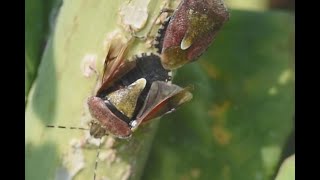 Bessenschildwants Dolycoris baccarum paring [upl. by Sivart348]