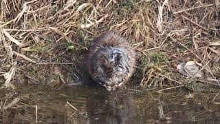 A gnawing muskrat  part 2 [upl. by Kcinom]