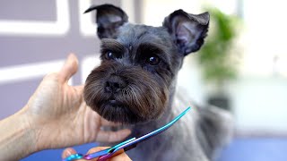 SCHNAUZER GROOMING ❤️❤️Sooo adorable [upl. by Ardnaxila]