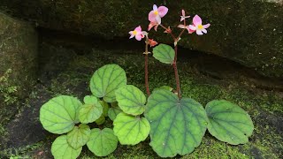 Musim Berbunga Begonia sinuata [upl. by Sregor]