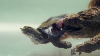 snapping turtles eating live tortoises，Live feeding [upl. by Neerihs]