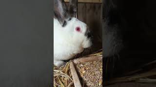 Popołudnie u królików hobby cute bunny rabbit farming [upl. by Iago377]