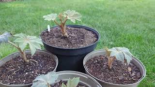 Part 5 Tetrapanax papyrifer root cuttings propagation  1 year 1 month 11 days [upl. by Don963]