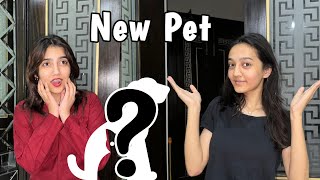 New pet adopt krlia  ghr per new guest  Rabia Faisal  Sistrology [upl. by Meeharbi568]