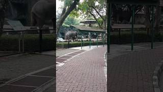 Elephant Ragunan Zoo🐘🐘shorts [upl. by Benkley946]