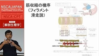 【NSCA】受験対策講座サンプル動画（NSCACPT解剖生理学） [upl. by Atiuqahc]