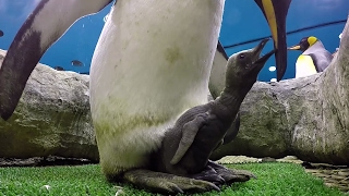 King Penguin Chick [upl. by Hahseram648]