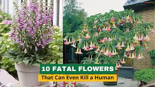 10 Fatal Flowers That Can Even Kill a Human [upl. by Ahsenyt]