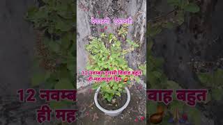 tulsi pujan devotional tulsi [upl. by Kipper]