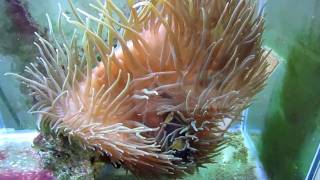 How to get your Clownfish to host an Anemone [upl. by Boothe]