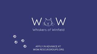 Whiskers of Winfield  November 2024 [upl. by Fellner431]