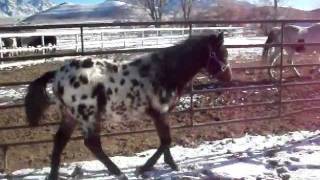 Nez Perce Keen Observer  Tiger Horse Colt FOR SALE [upl. by Ludlew]