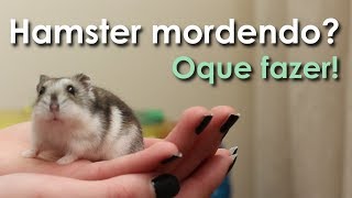 O que fazer se seu hamster estiver mordendo [upl. by Trevar]