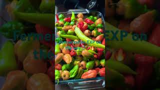 Fermentation experiment for hot sauce growinflavsfire growpeppers fermentation fermentfood hot [upl. by Northey829]