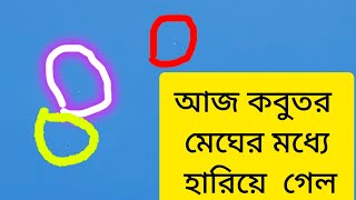 কবুতর উড়ানোএক অন্য রকমের নেশা😎  কবুতর বাজ রাজশাহী লোকাল গিরিবাজ  Rajshahi Local Giribaj Pigeon [upl. by Kovacev832]