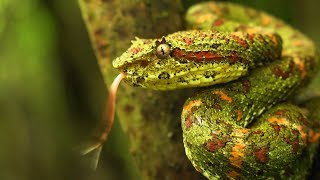 Eyelash pit viper Bothriechis schlegelii Christmas tree morph [upl. by Ydniahs]