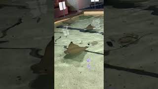 Stingrays Everywhere stingray stingrayfish stingrays aquarium aquariumshorts [upl. by Putscher277]