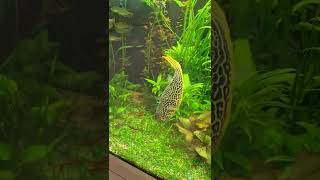 Giant freshwater puffer Tetraodon mbu [upl. by Mihe63]