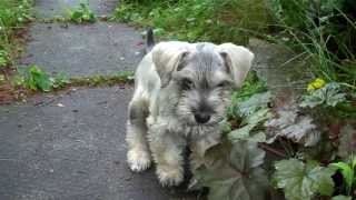 Monty The Miniature Schnoodle [upl. by Iain]