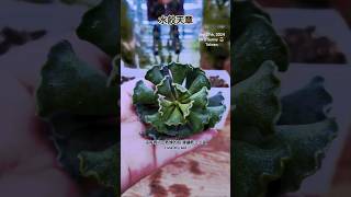 水餃天章 適合新手 Adromischus Cristatus  Propagation [upl. by Aicilana]