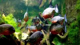 紅腹食人魚缸 RedBellied Piranha Pygocentrus Nattereri Tank [upl. by Enytnoel62]