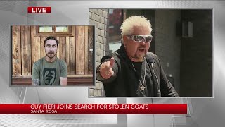 Guy Fieri joins search for stolen North Bay goats [upl. by Eitsym]