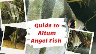 Guide to Altum Angel Fish Pterophyllum altum [upl. by Kathleen245]