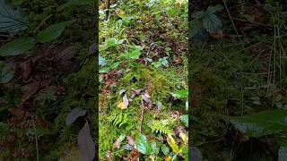 Beneath the green moss lies beautiful porcini mushrooms mushrooms [upl. by Nitsrik592]