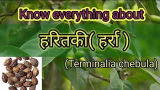 हरितकीहरड़Terminalia chebula  Ayurvedic Medicinal Plant  Dravyagun  Bams2ndyear [upl. by Ativad]