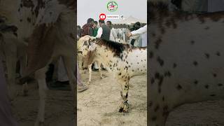 Lal makkhi China breeder bakra nadeemfarmingvlogs bakra sheikhwahanmandi [upl. by Conney]