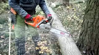 Cutting of trees chainsaw Husqvarna 562 XP [upl. by Harrell]