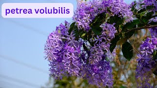 Ultimate Guide to Stunning Petrea Volubilis Care Tips Pruning Techniques amp More  malicreations726 [upl. by Asyla]