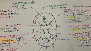 All Important Points About Skull Foramen  INICET NEET PG  Dr Pawan nagar [upl. by Netaf]